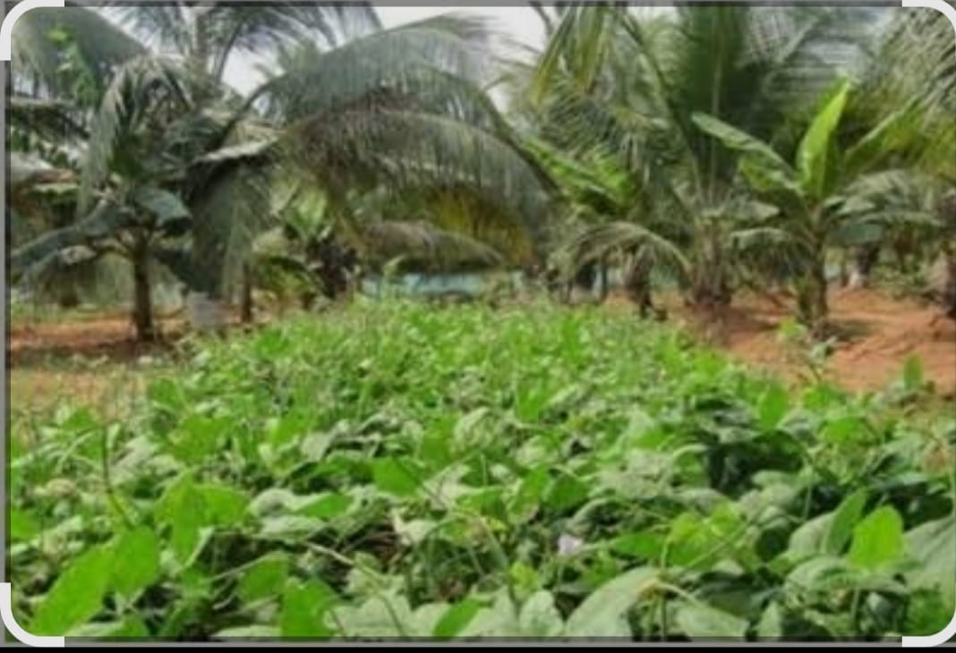 Coconut Farming
