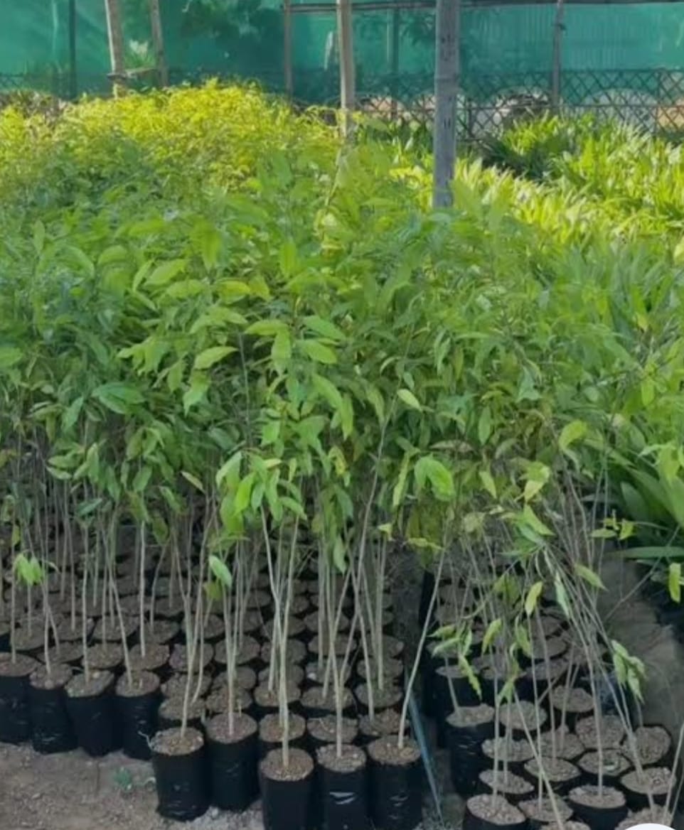 Integrated Multi-Crop