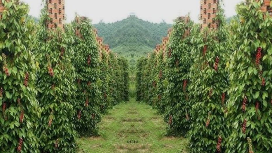 Different Farming