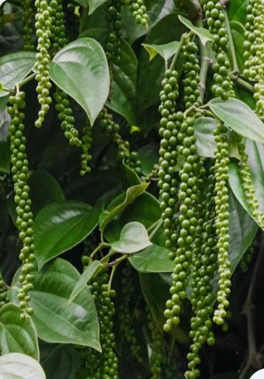 Integrated Multi-Crop