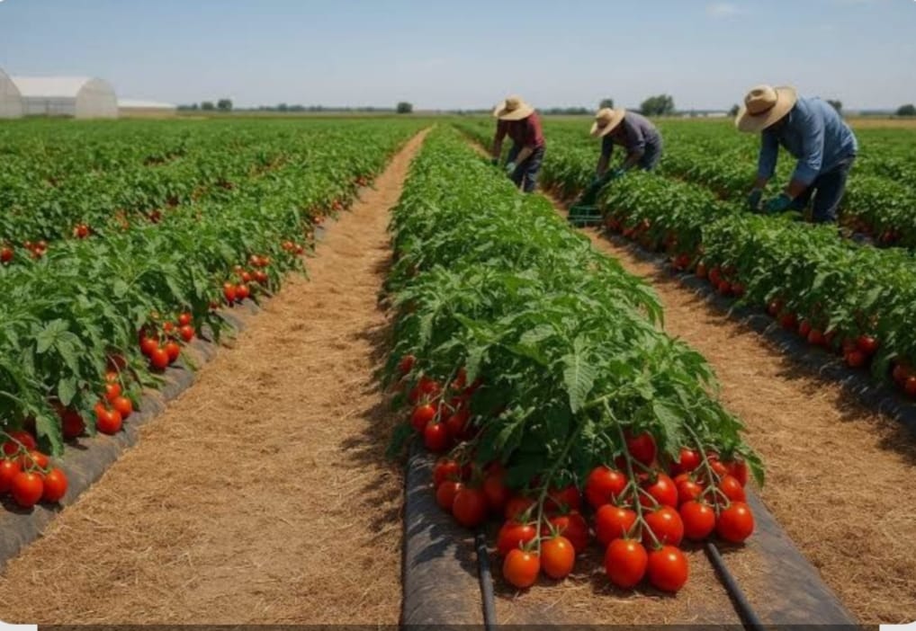 Open Farmland Plots